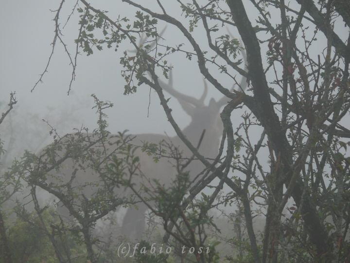 Alla corte di Sua Maest l''Unicorno - (fotoracconto fantasy)